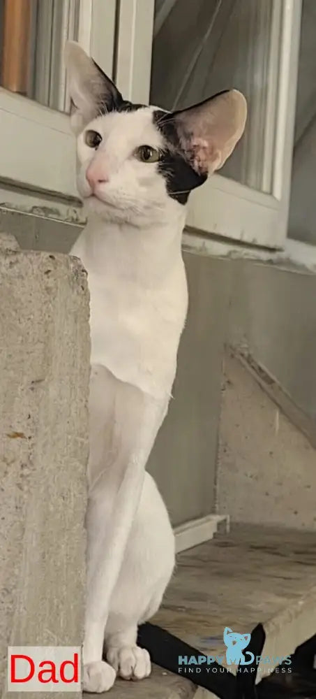 Dobby Oriental Shorthair male black bicolour live animals