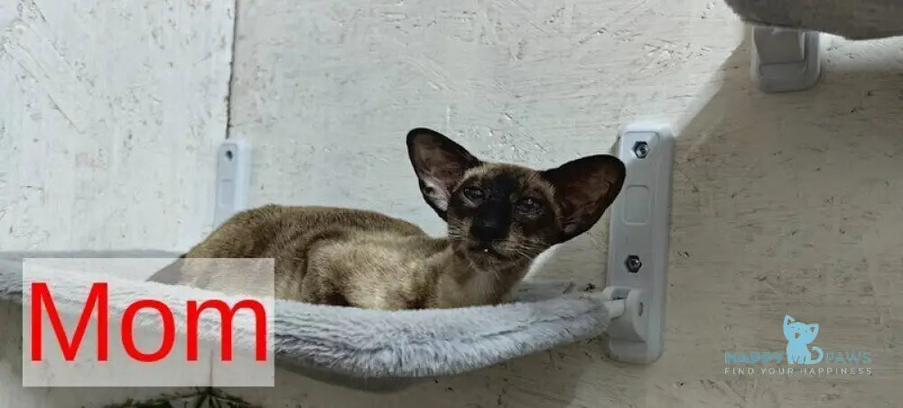 Dobby Oriental Shorthair male black bicolour live animals