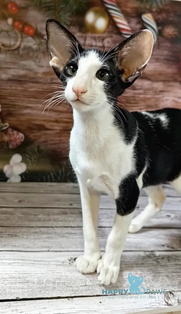 Dobby Oriental Shorthair male black bicolour live animals