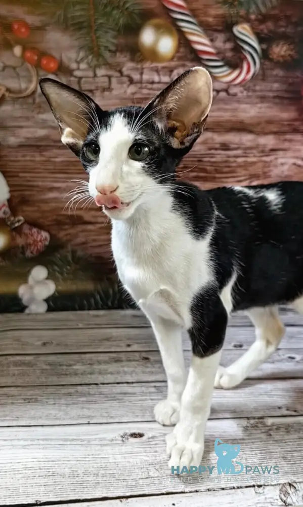 Dobby Oriental Shorthair male black bicolour live animals
