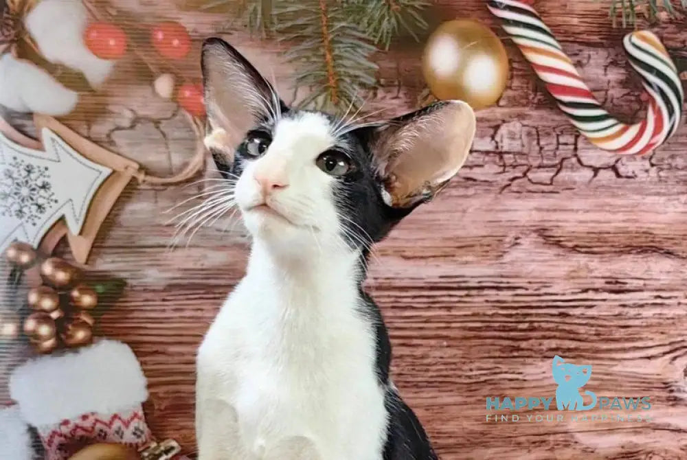 Dobby Oriental Shorthair male black bicolour live animals