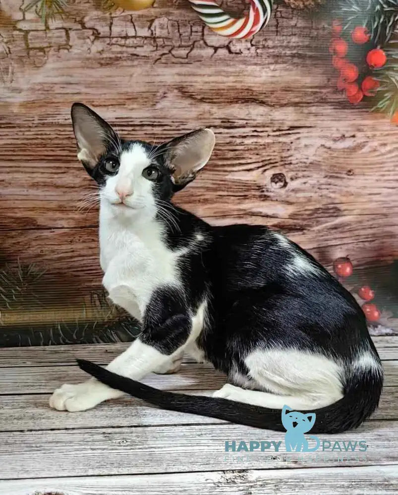 Dobby Oriental Shorthair male black bicolour live animals