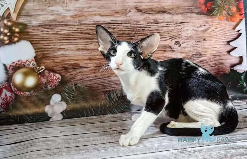 Dobby Oriental Shorthair male black bicolour live animals