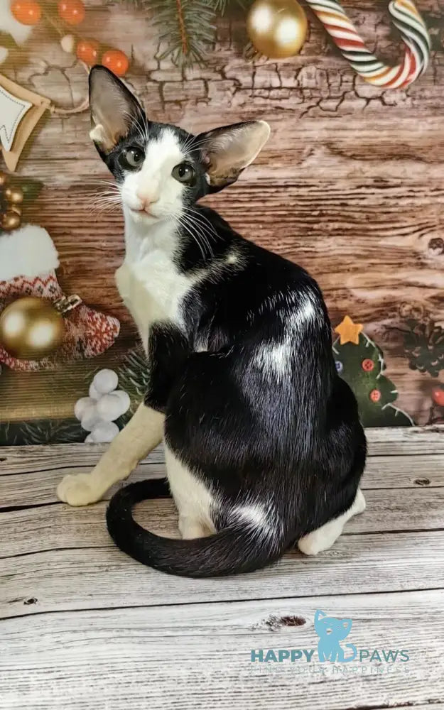 Dobby Oriental Shorthair male black bicolour live animals