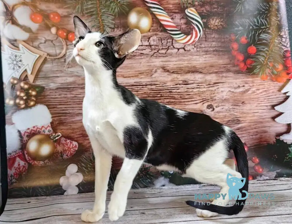 Dobby Oriental Shorthair male black bicolour live animals