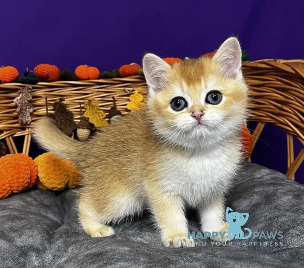 Dobby Scottish Straight male black golden chinchilla live animals