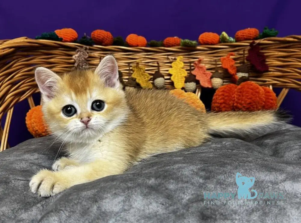 Dobby Scottish Straight male black golden chinchilla live animals