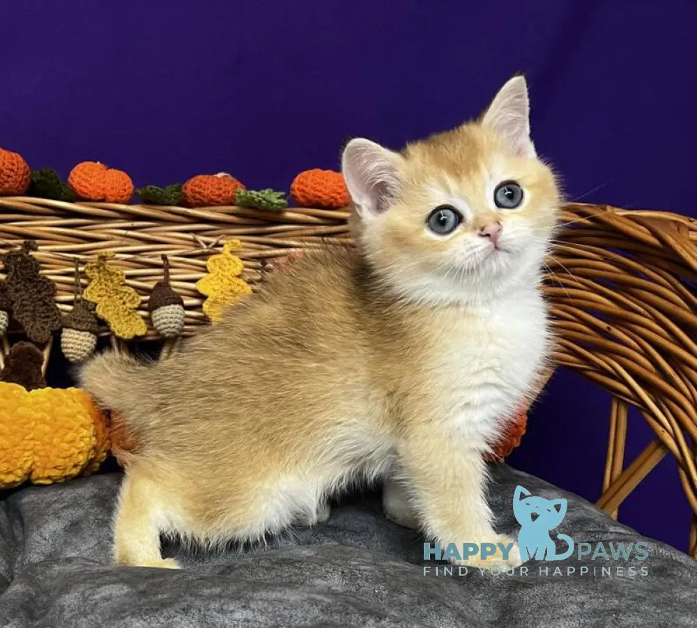 Dobby Scottish Straight male black golden chinchilla live animals