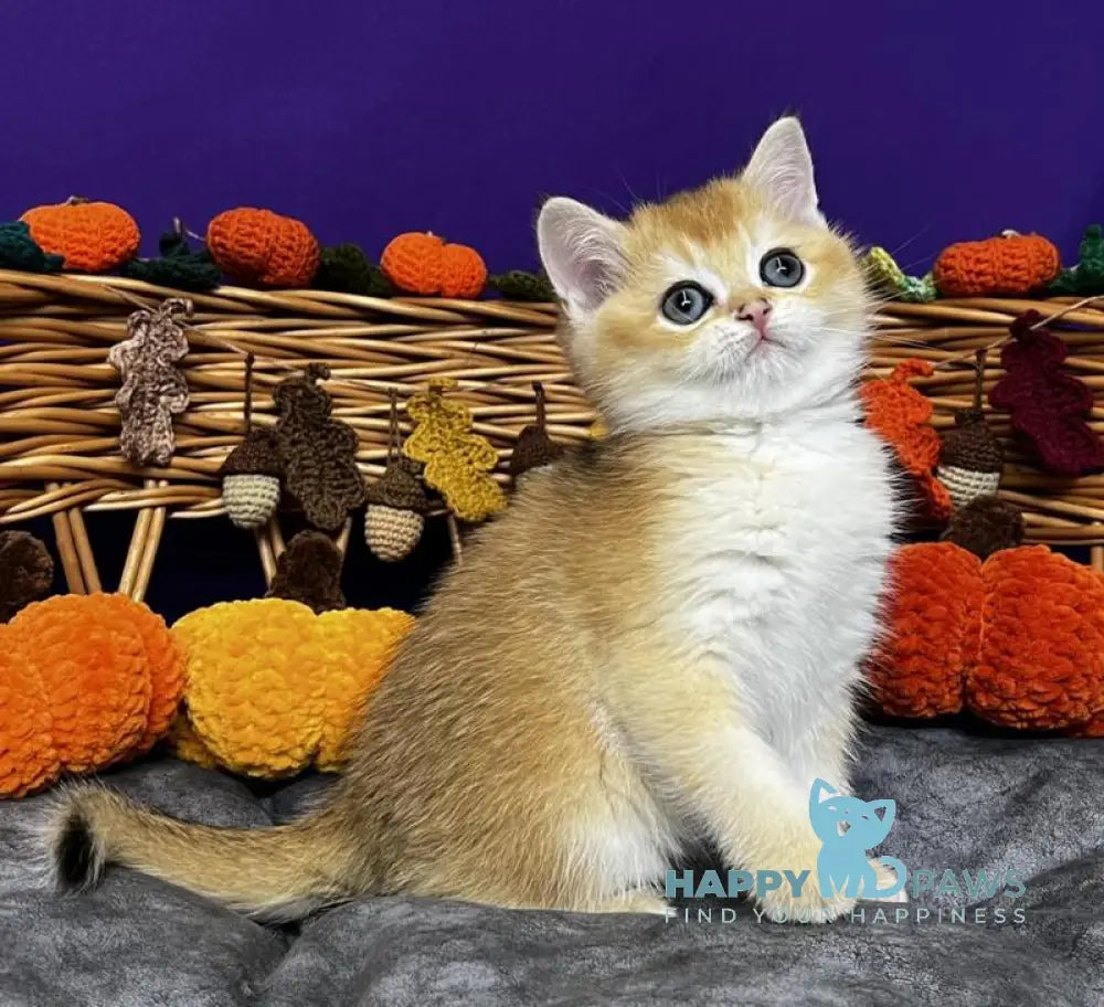 Dobby Scottish Straight male black golden chinchilla live animals