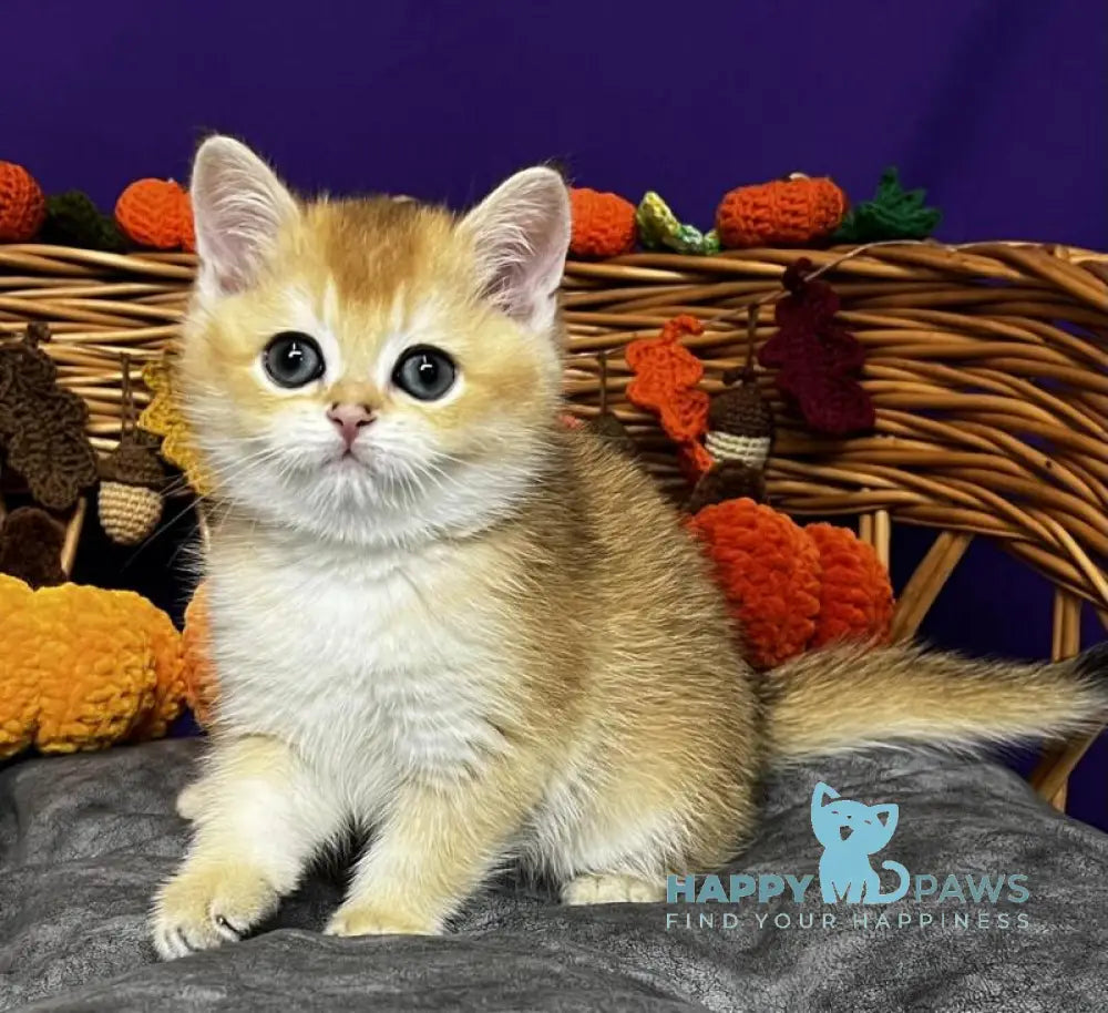 Dobby Scottish Straight male black golden chinchilla live animals