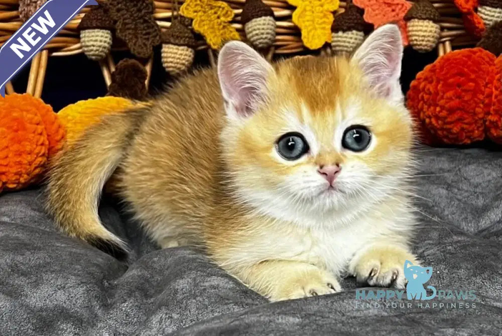 Dobby Scottish Straight male black golden chinchilla live animals