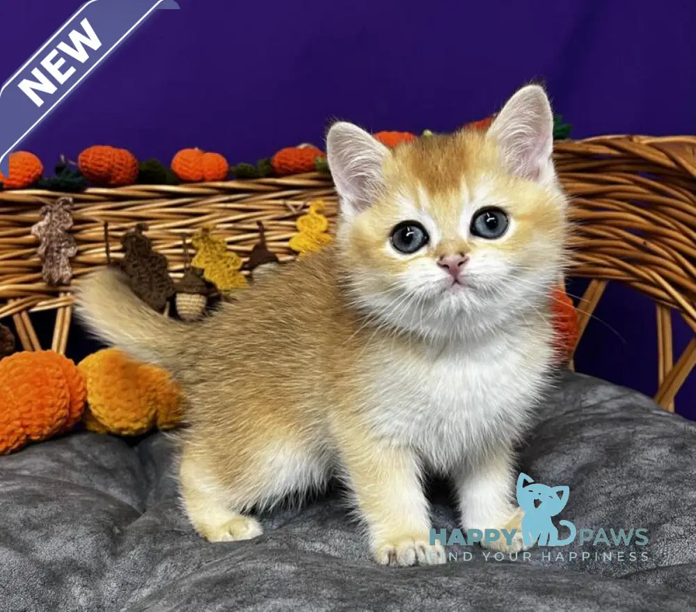 Dobby Scottish Straight male black golden chinchilla live animals
