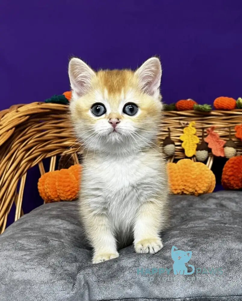 Dobby Scottish Straight male black golden chinchilla live animals