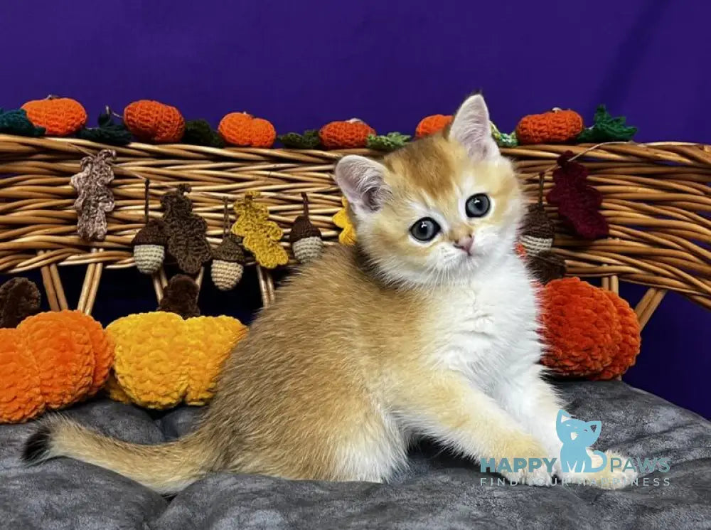 Dobby Scottish Straight male black golden chinchilla live animals