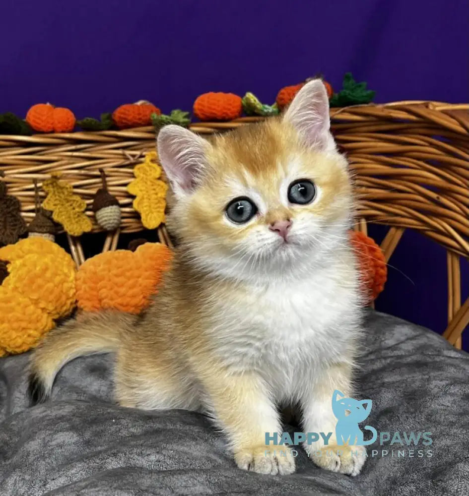 Dobby Scottish Straight male black golden chinchilla live animals
