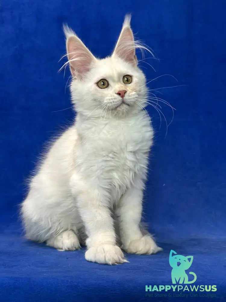 Dobryanka Maine Coon female red silver shaded - live animals