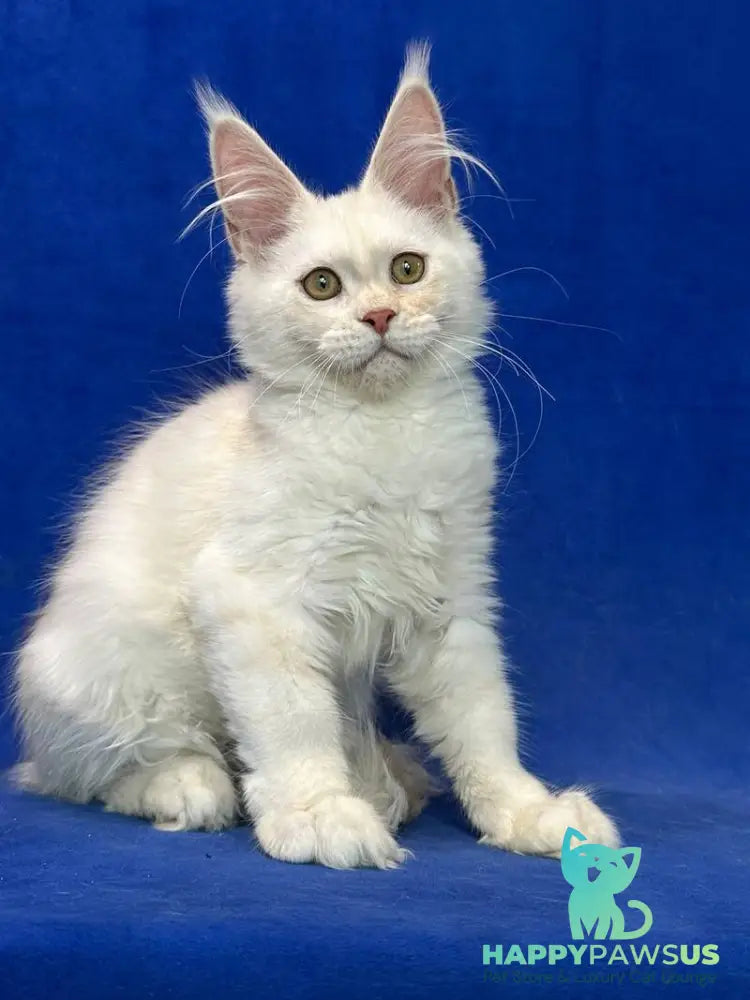 Dobryanka Maine Coon female red silver shaded - live animals