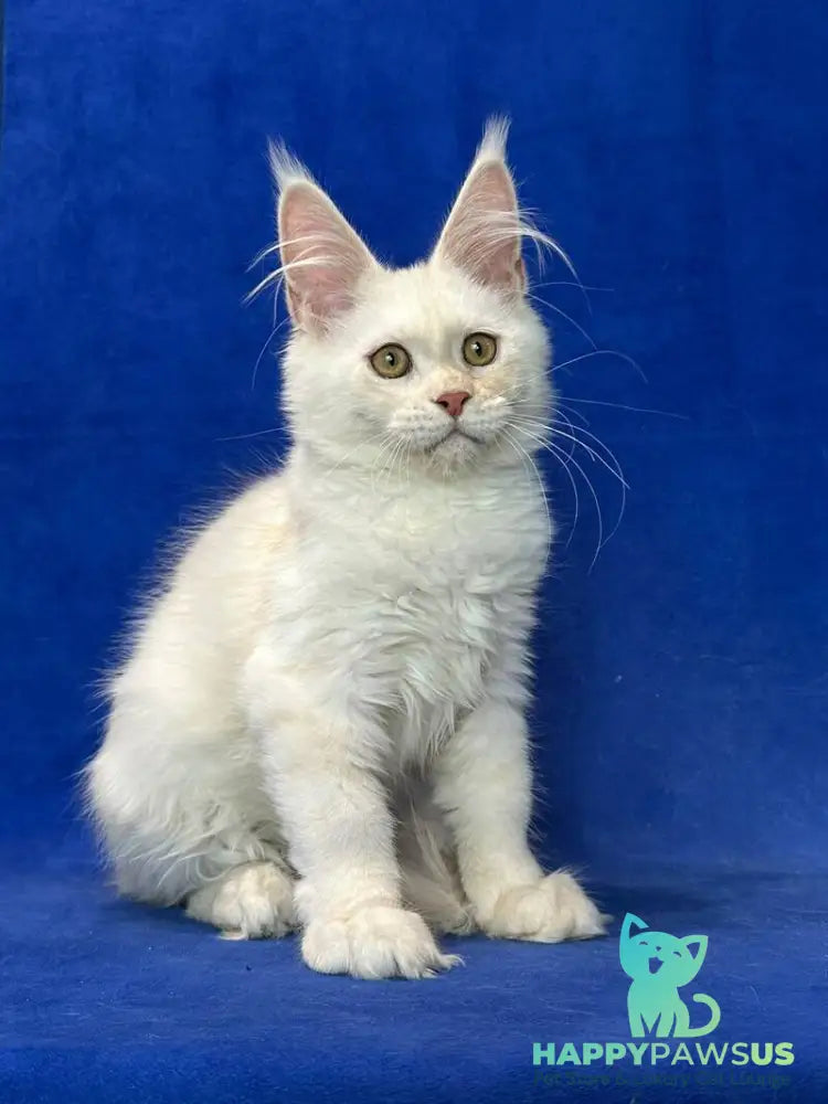 Dobryanka Maine Coon female red silver shaded - live animals