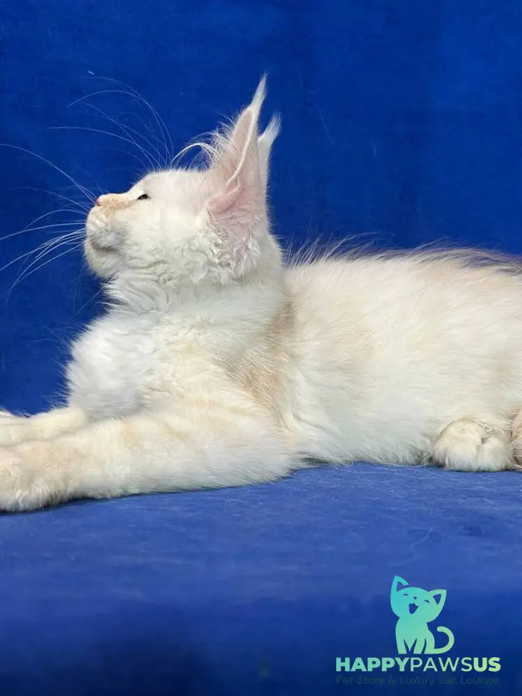 Dobryanka Maine Coon female red silver shaded - live animals