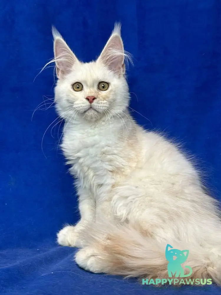 Dobryanka Maine Coon female red silver shaded - live animals