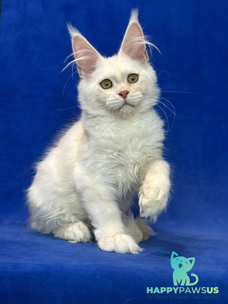 Dobryanka Maine Coon female red silver shaded - live animals