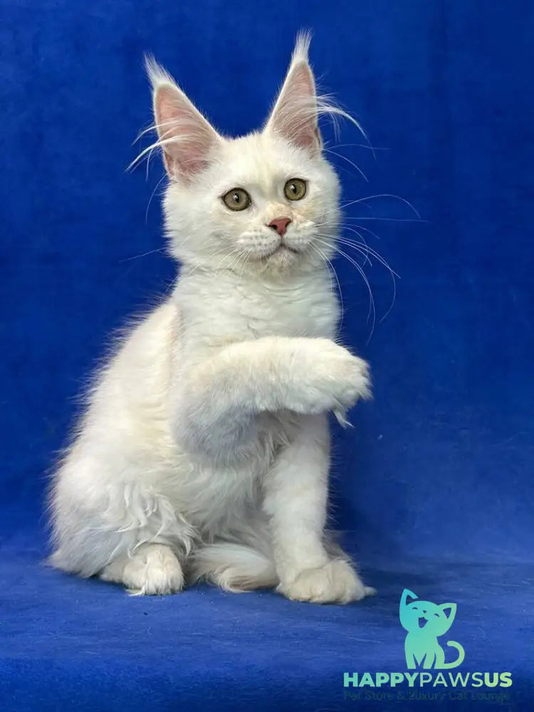 Dobryanka Maine Coon female red silver shaded - live animals