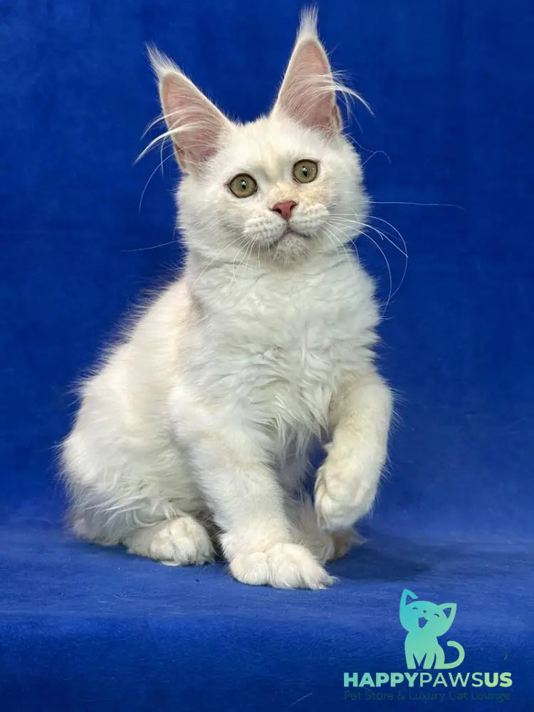 Dobryanka Maine Coon female red silver shaded - live animals