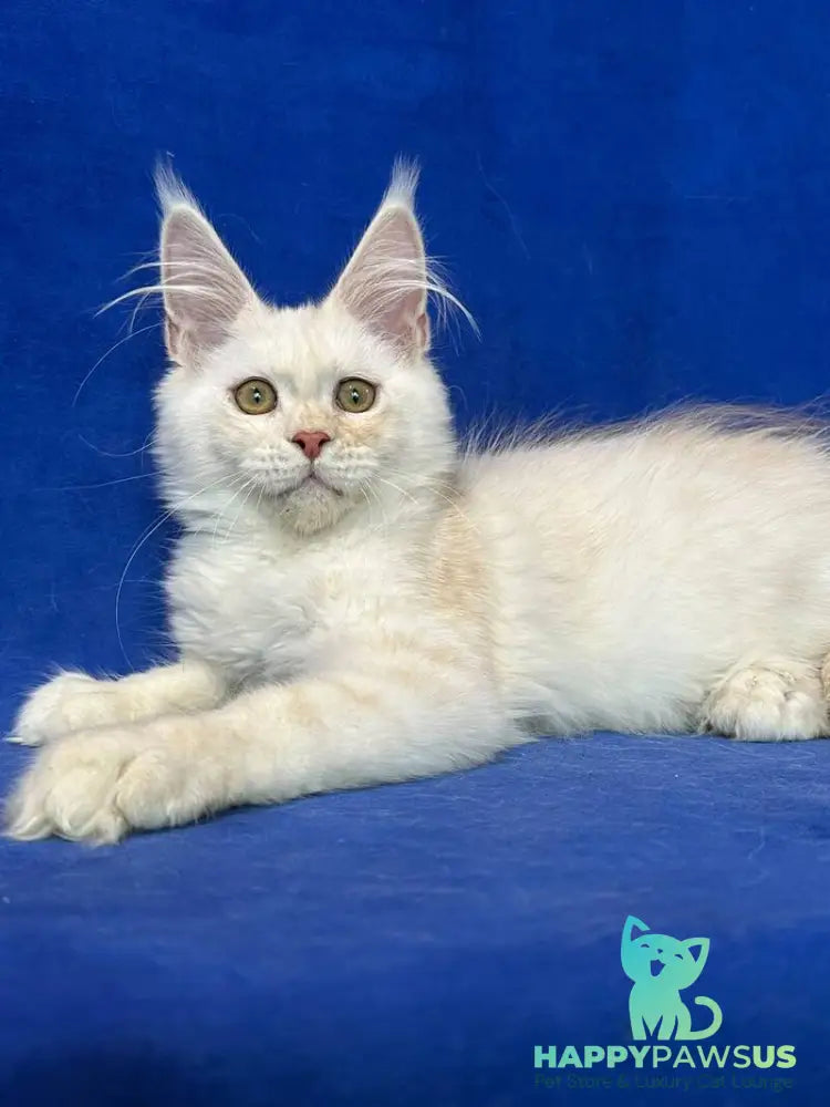 Dobryanka Maine Coon female red silver shaded - live animals