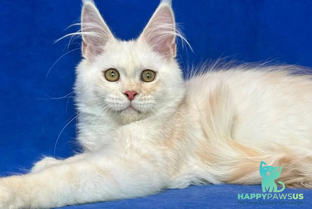 Dobryanka Maine Coon female red silver shaded - live animals