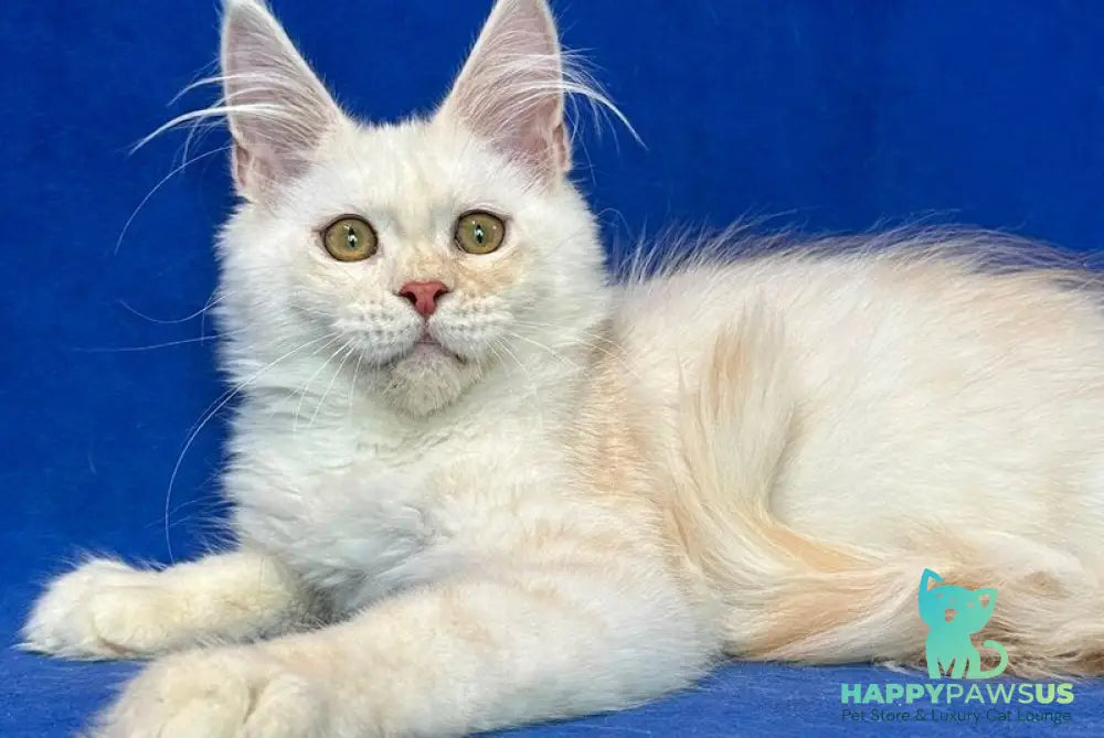 Dobryanka Maine Coon female red silver shaded - live animals