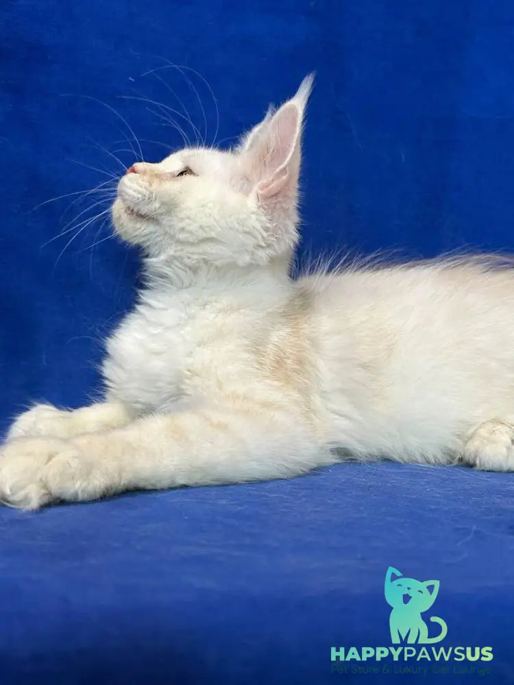 Dobryanka Maine Coon female red silver shaded - live animals