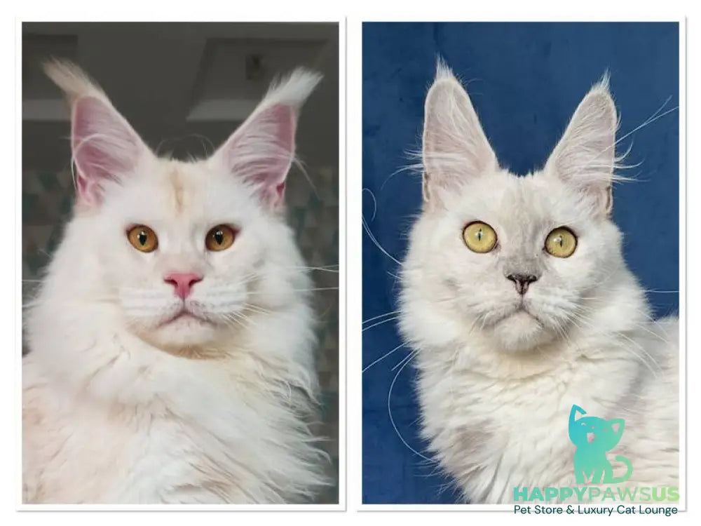 Dobryanka Maine Coon female red silver shaded - live animals