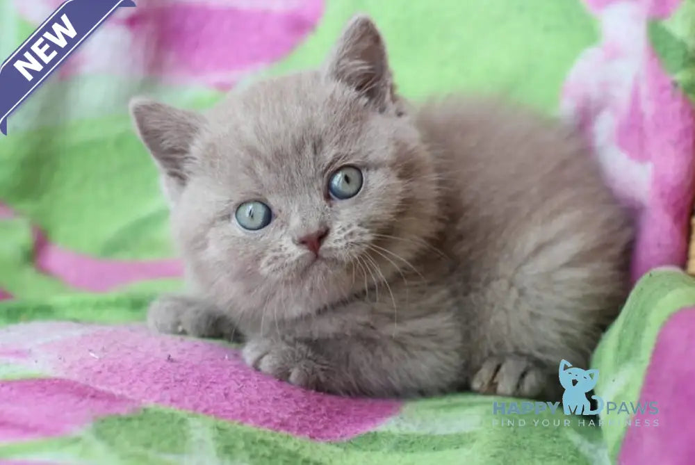 Dobrynya British Shorthair male lilac cream live animals