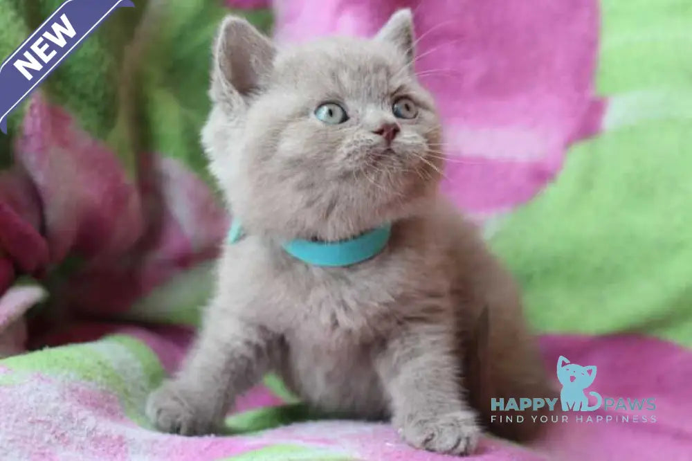 Dobrynya British Shorthair male lilac cream live animals