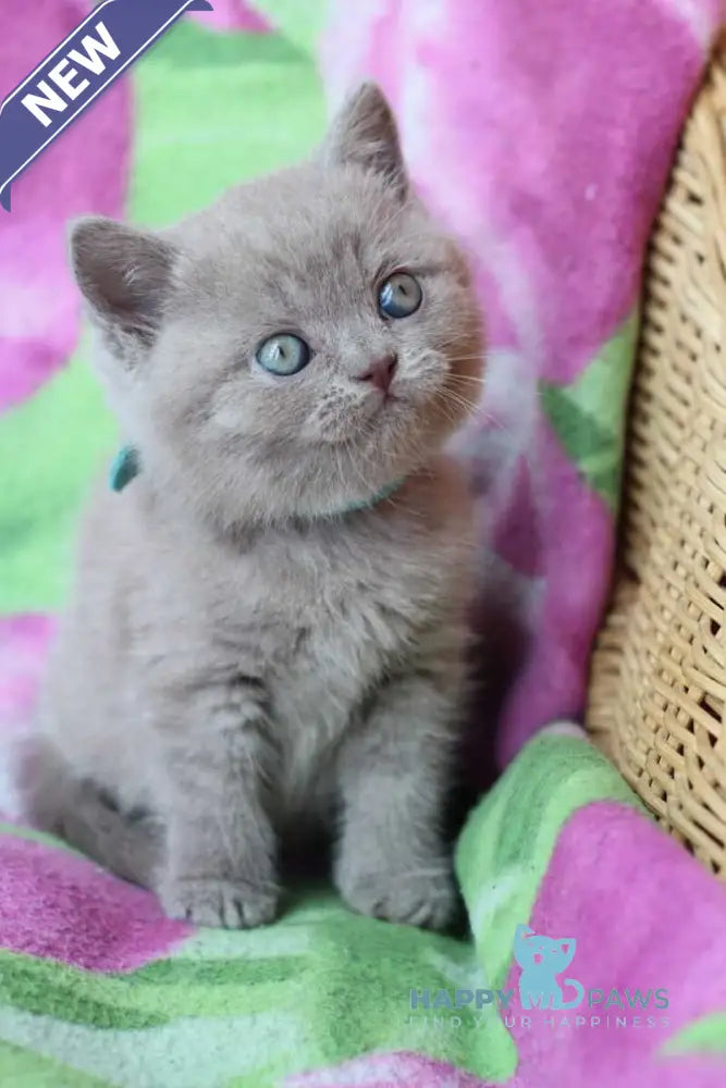 Dobrynya British Shorthair male lilac cream live animals