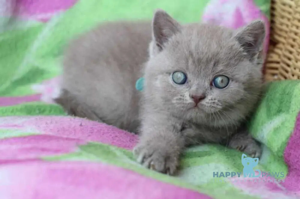 Dobrynya British Shorthair male lilac cream live animals