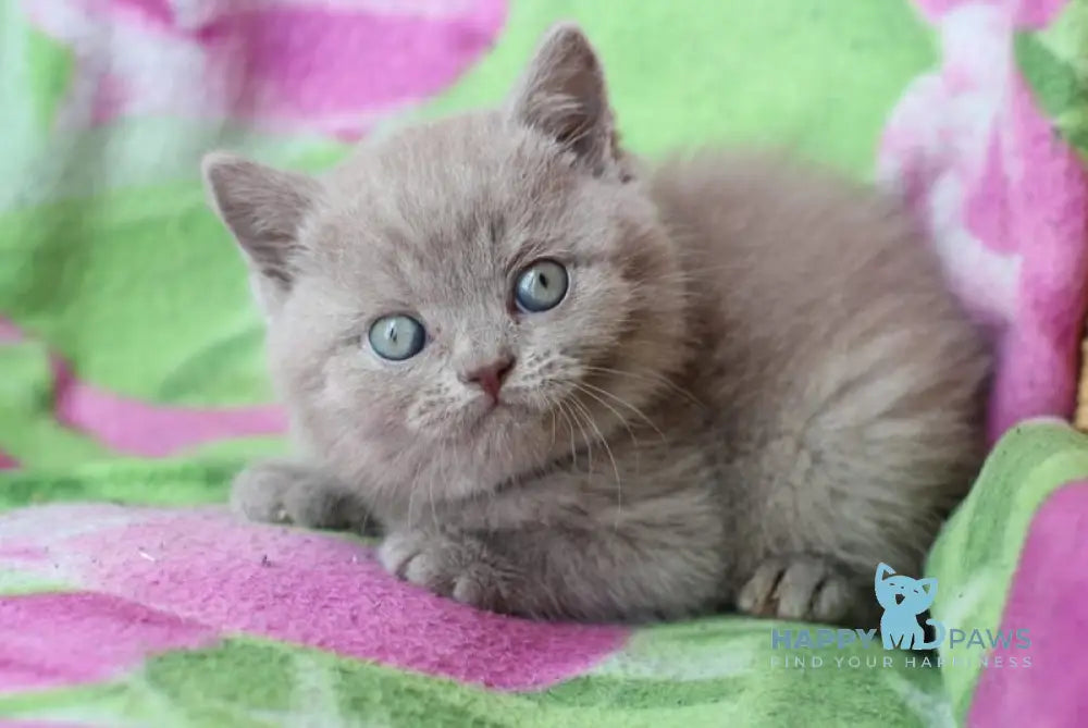 Dobrynya British Shorthair male lilac cream live animals