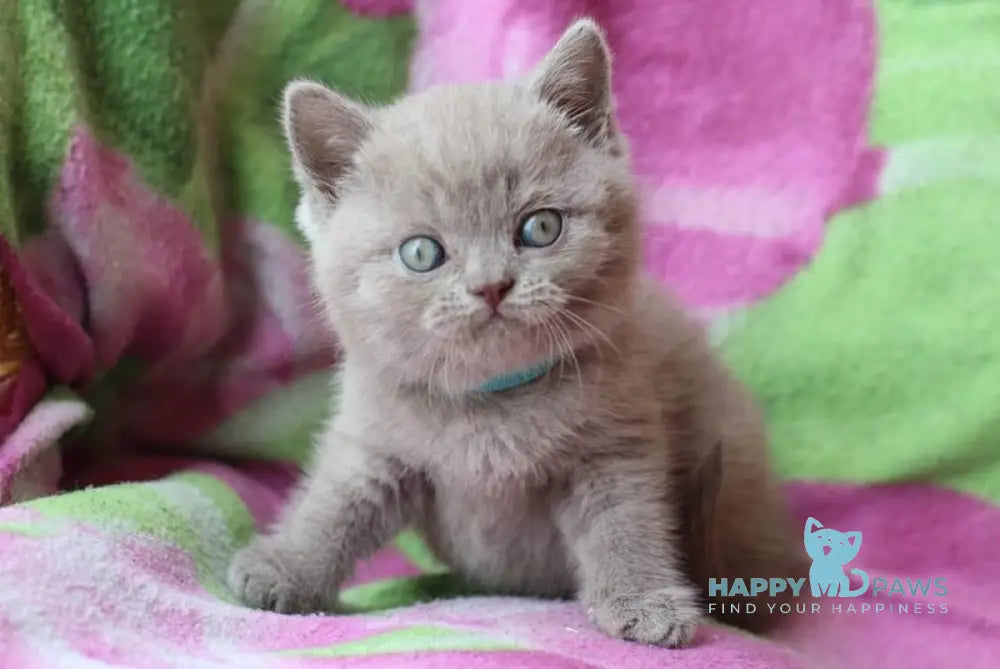 Dobrynya British Shorthair male lilac cream live animals
