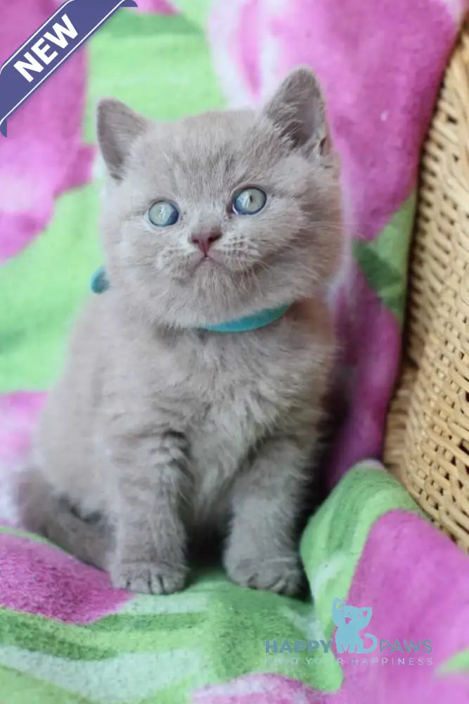 Dobrynya British Shorthair male lilac cream live animals