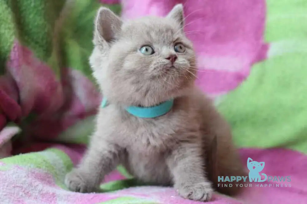 Dobrynya British Shorthair male lilac cream live animals