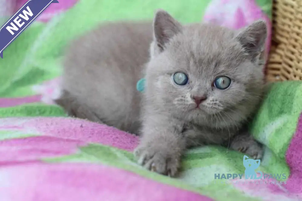Dobrynya British Shorthair male lilac cream live animals