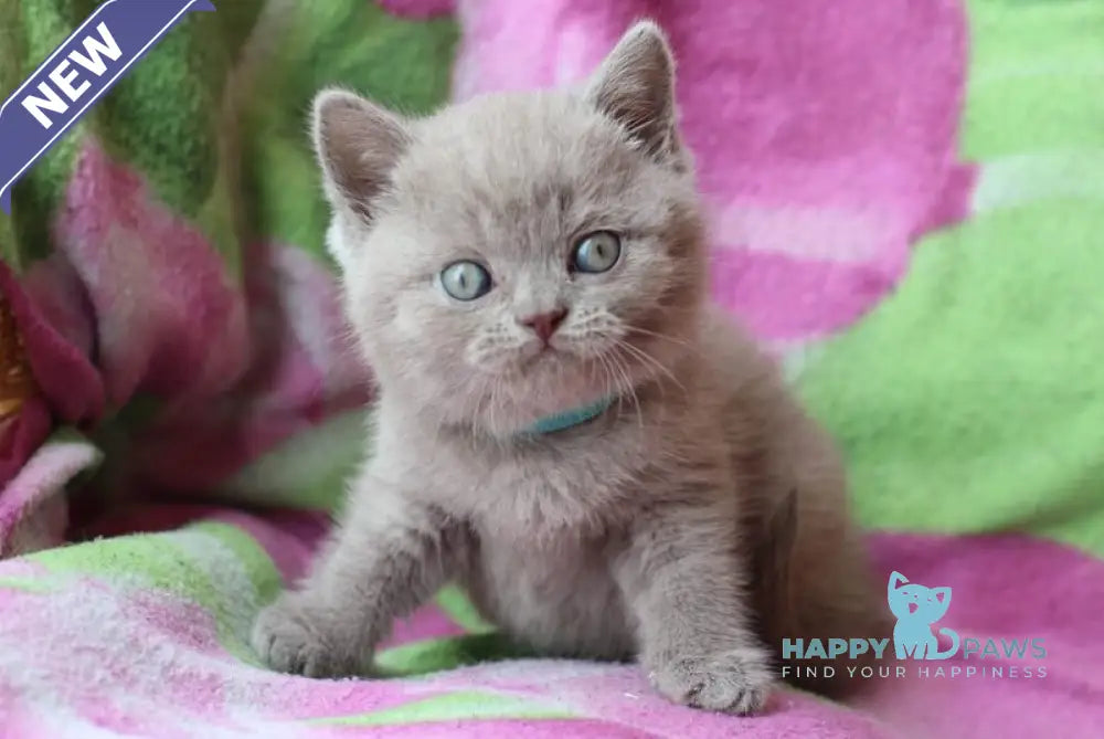 Dobrynya British Shorthair male lilac cream live animals