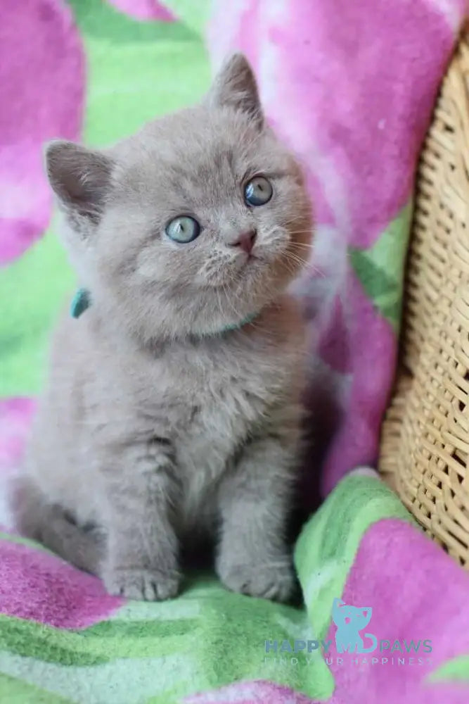 Dobrynya British Shorthair male lilac cream live animals