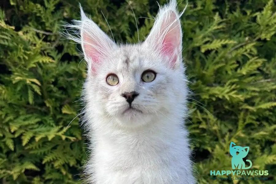 Dodge Maine Coon male black silver spotted tabby - live animals
