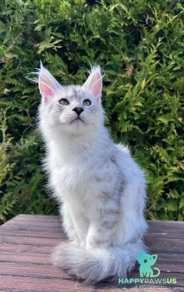 Dodge Maine Coon male black silver spotted tabby - live animals