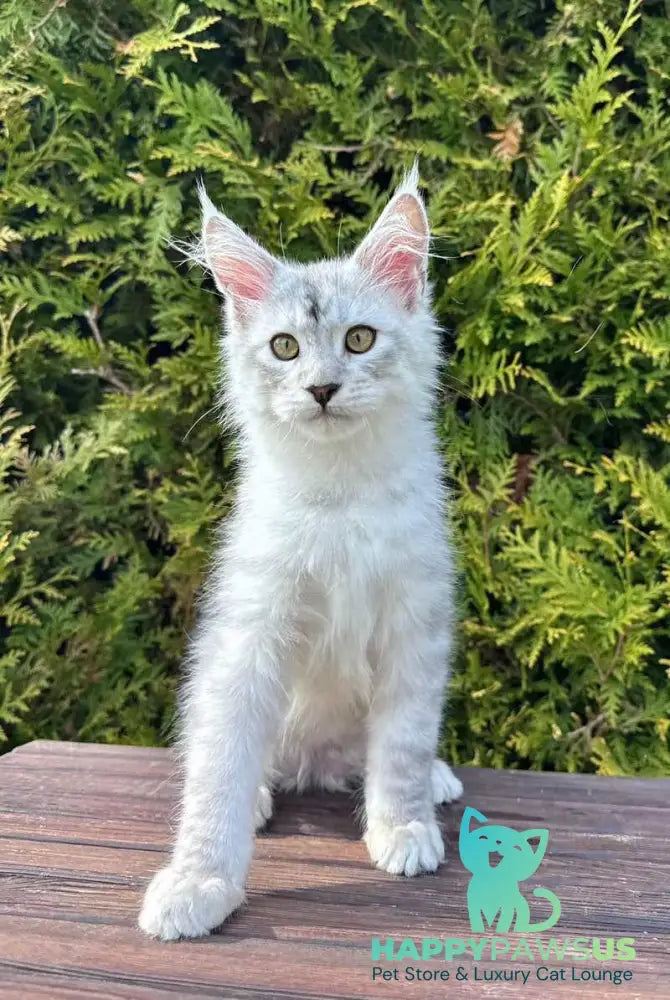 Dodge Maine Coon male black silver spotted tabby - live animals