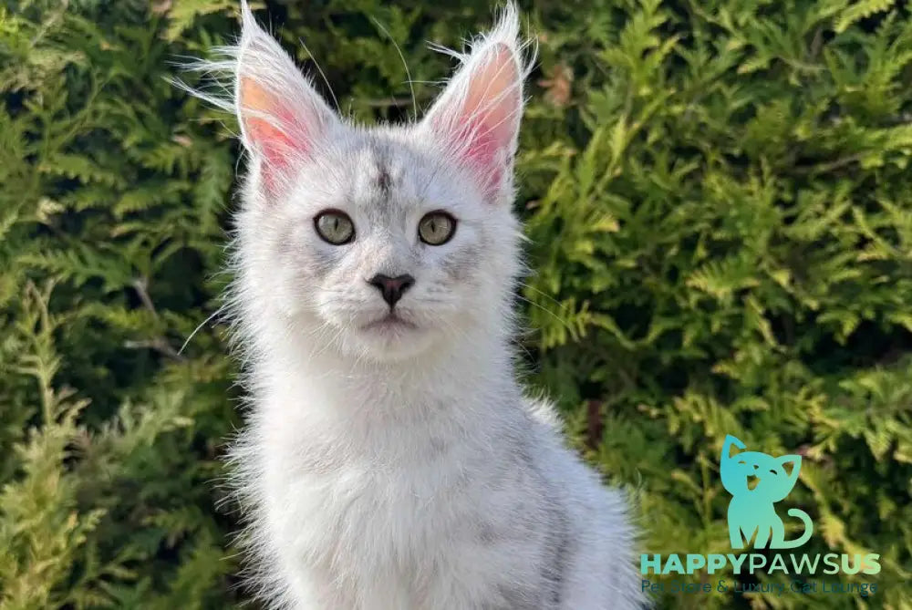 Dodge Maine Coon male black silver spotted tabby - live animals