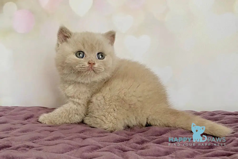 Dodo British Shorthair male fawn live animals