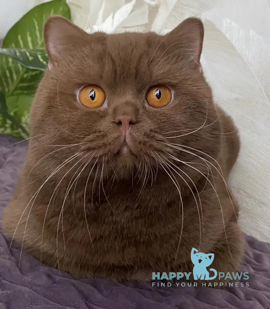 Dodo British Shorthair male fawn live animals