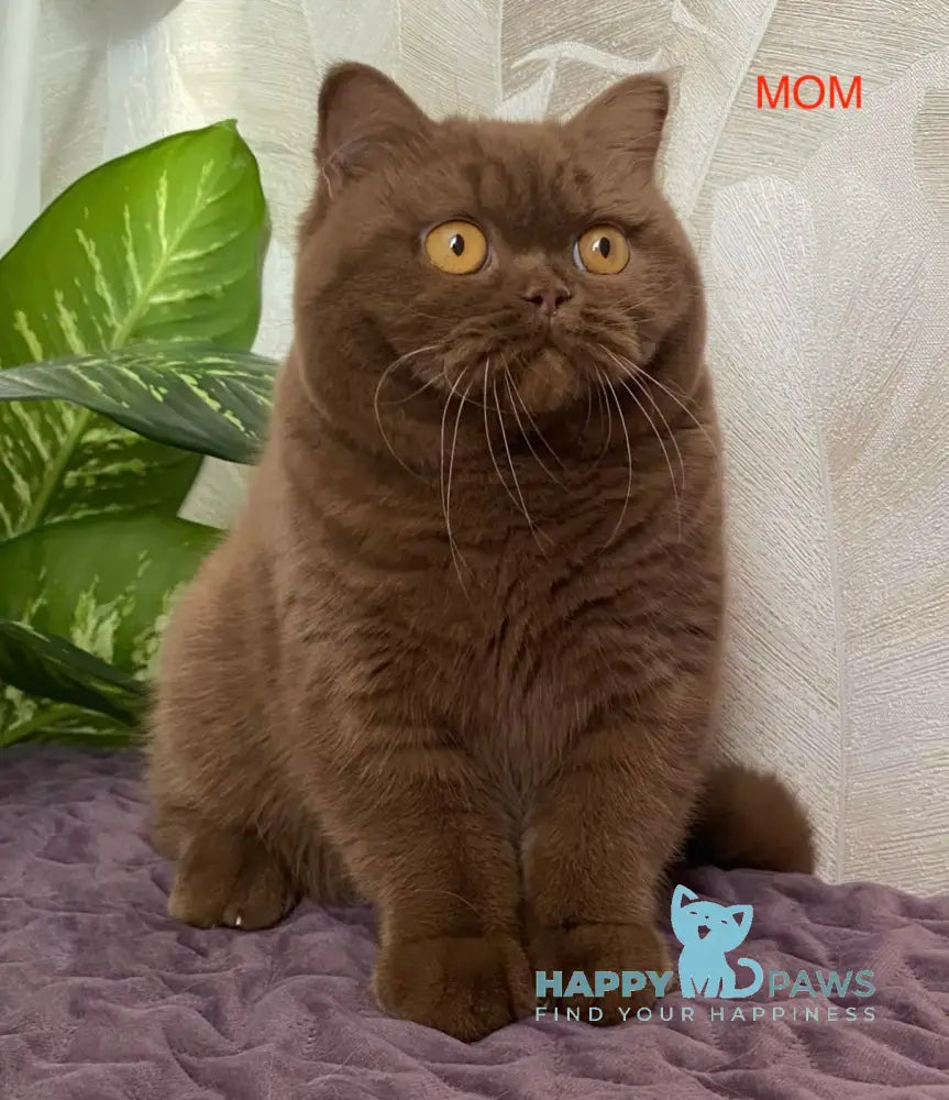 Dodo British Shorthair male fawn live animals